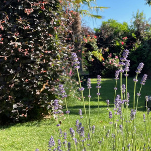 Gartengestaltung